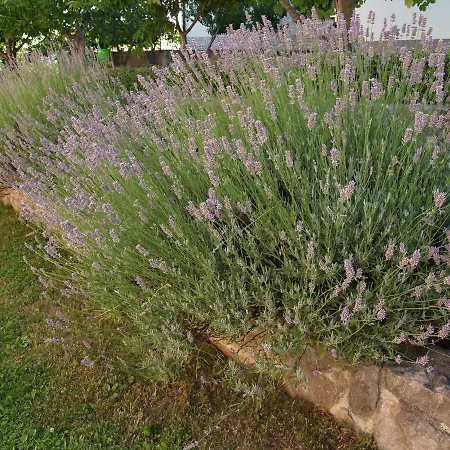 Dolores Vendégház 3*